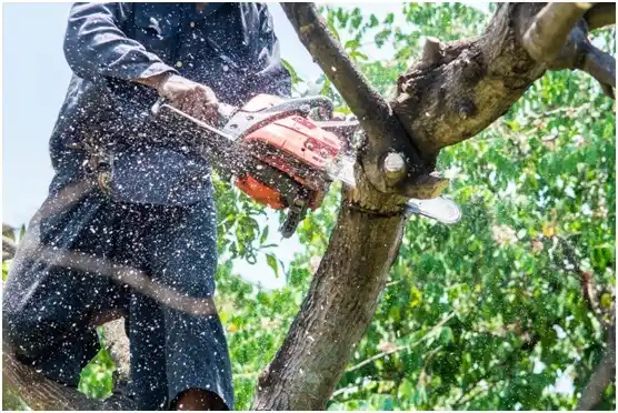 tree services Breinigsville